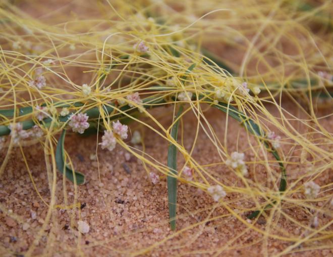 Cuscuta campestris flowers