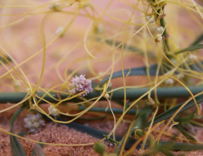 Cuscuta campestris flowers
