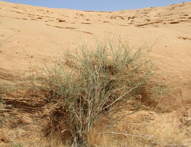 Whole plant