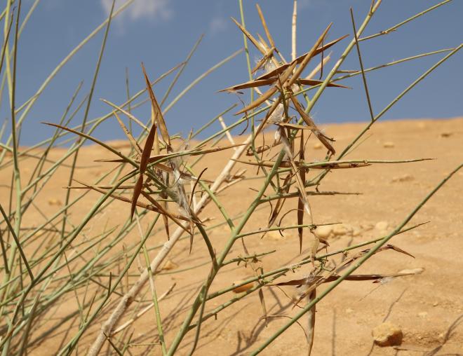 Periploca aphylla fruits