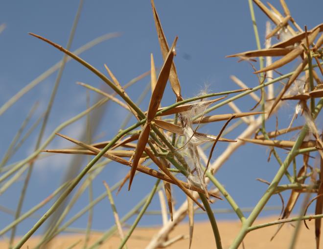 Periploca aphylla fruits