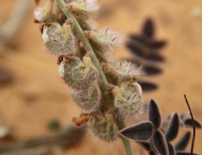 Onobrychis ptolemaica fruits