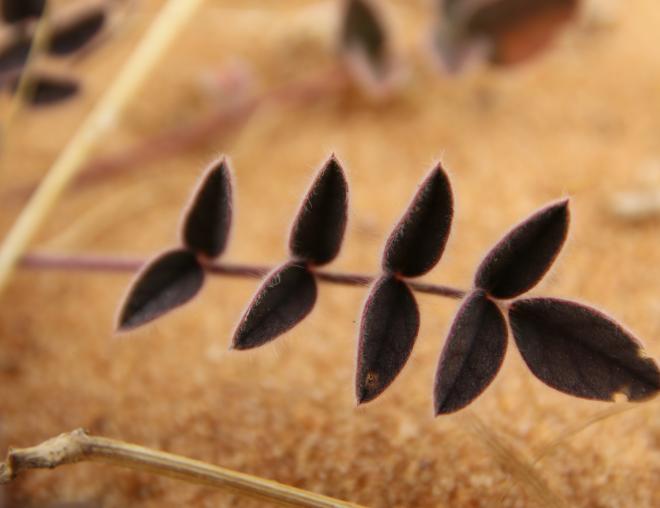 Onobrychis ptolemaica leaf
