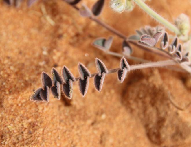 Onobrychis ptolemaica leaf