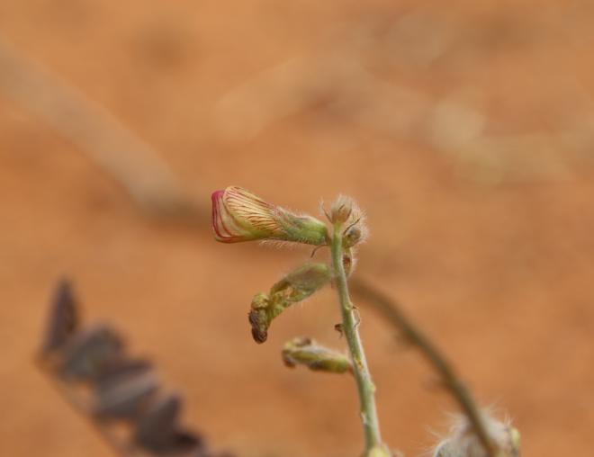 Onobrychis ptolemaica flower