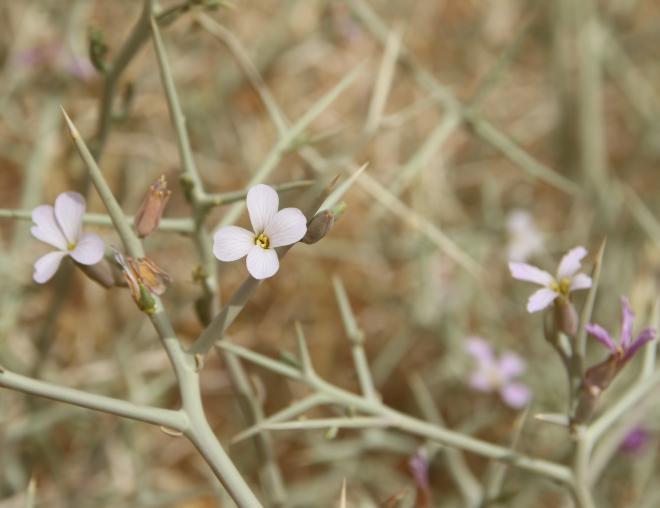 Zilla spinosa flowers