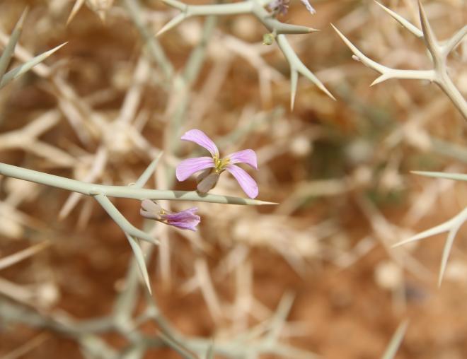 Zilla spinosa flower