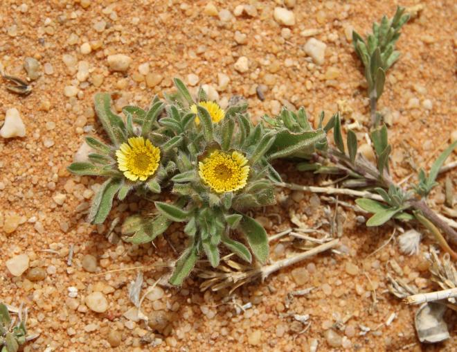 Whole plant