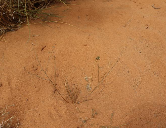 Whole plant