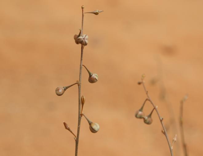 Asphodelus refractus fruits
