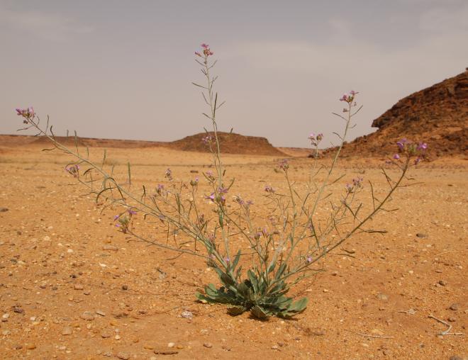 Whole plant