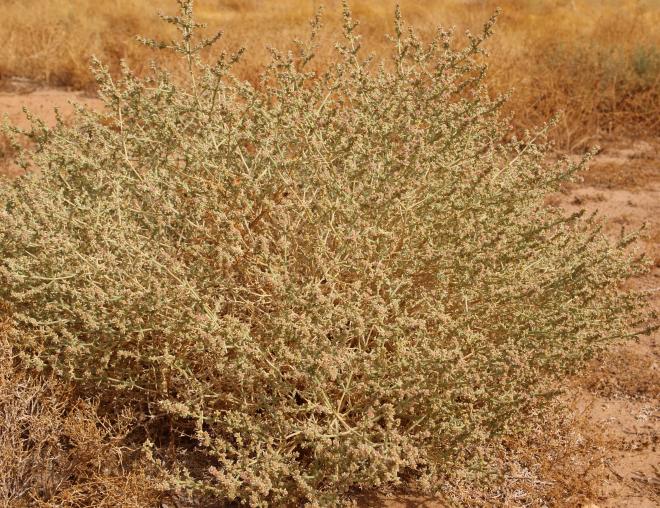 Whole plant
