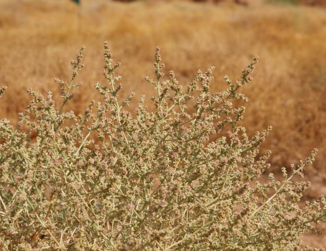 Whole plant with flowers