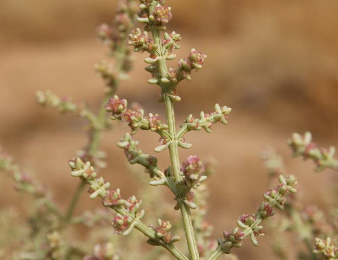 Flowers of Anabasis setifera