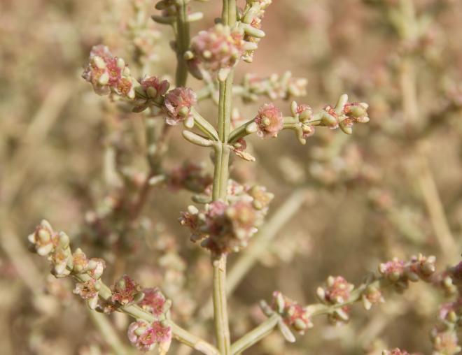 Flowers of Anabasis setifera