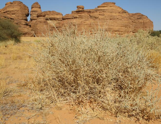 Whole plant