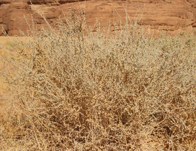 Whole plant