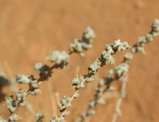 Traganum nudatum flower