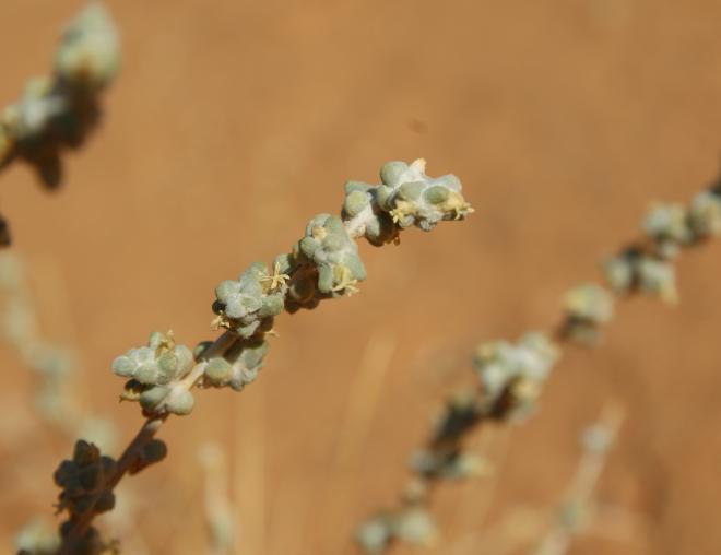 Traganum nudatum flowers