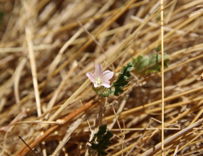 Convolvulus fatmensis flower