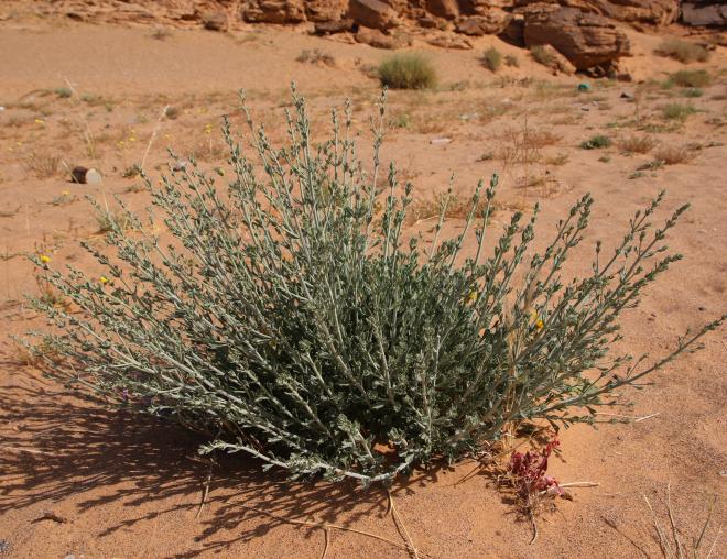 Whole plant