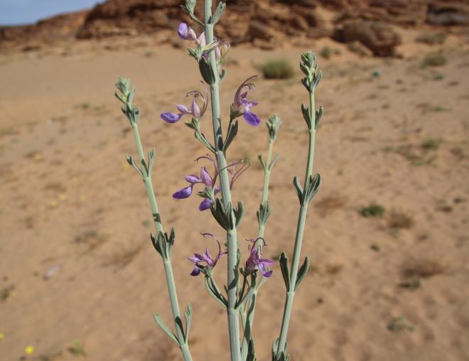 Teucrium oliverianum flowers