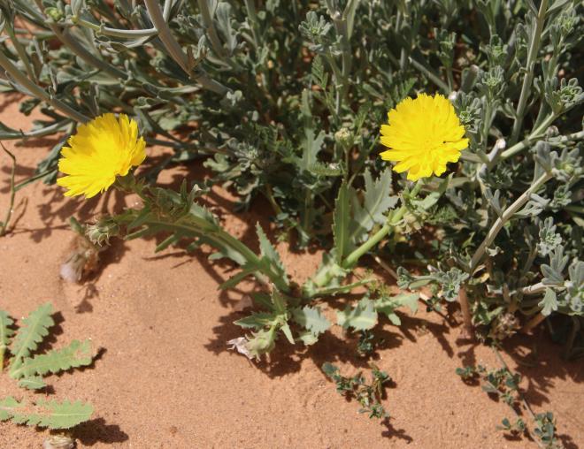 Whole plant