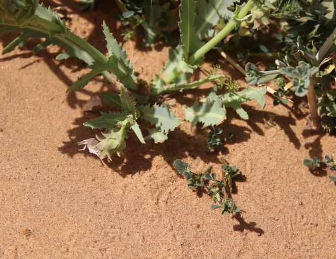 Launaea angustifolia leaves