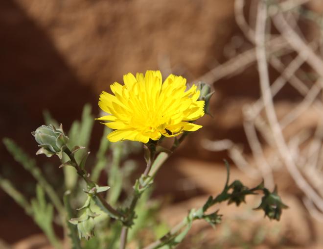 Launaea angustifolia flowers