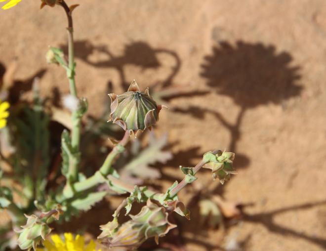 Launaea angustifolia flower/fruit