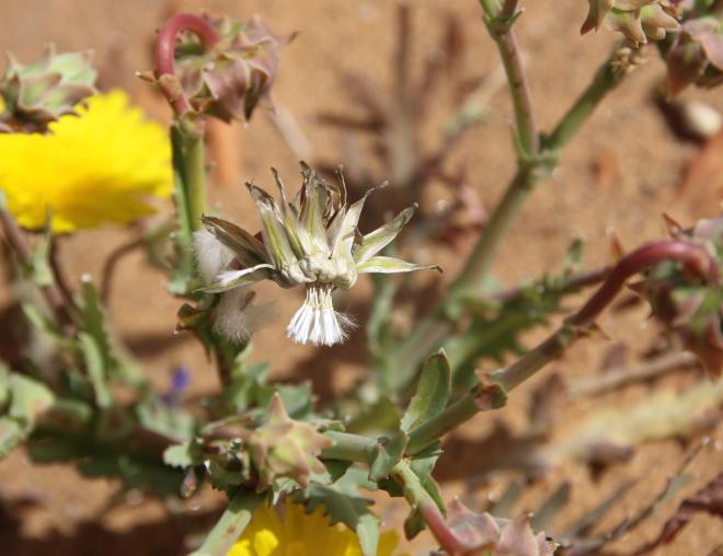 Launaea angustifolia fruits