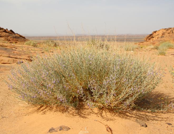 Whole plant