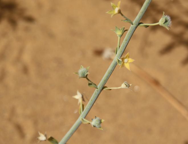 Teucrium oliverianum fruits
