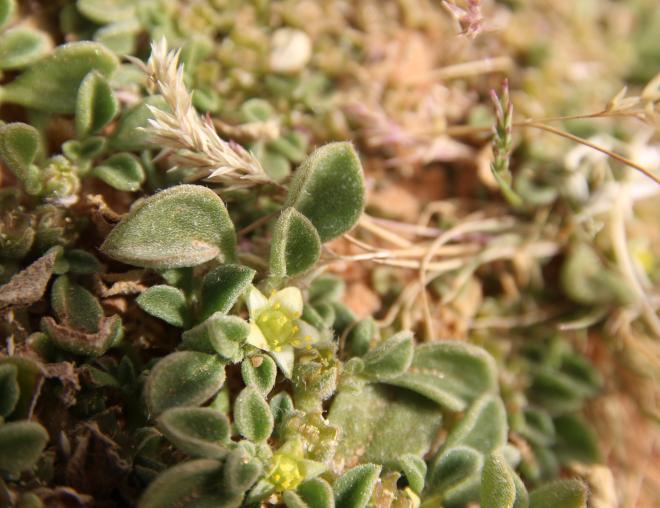 Flower and leaves of Aizoon canariense