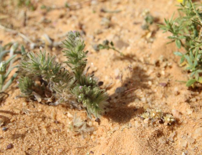 Whole plant