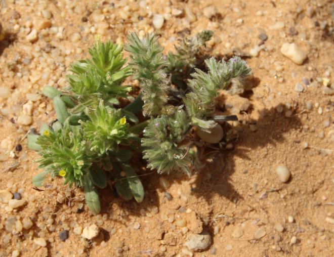 Comparison of Arnebia tinctoria and Arnebia decumbens