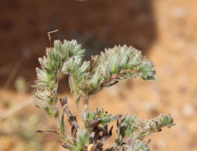 Arnebia tinctoria flower