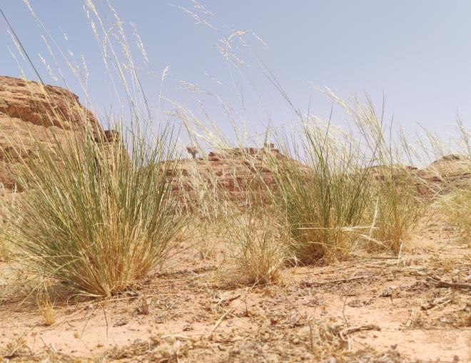 Whole plant