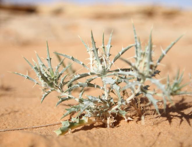 Whole plant