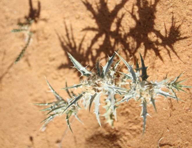 Whole plant