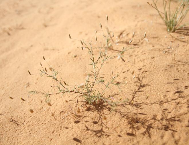 Whole plant