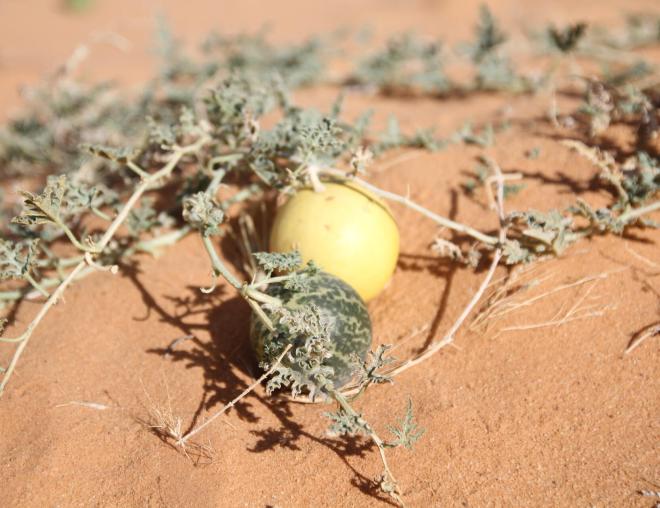 Citrullus colocynthis fruits
