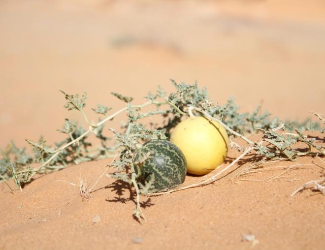Citrullus colocynthis fruits