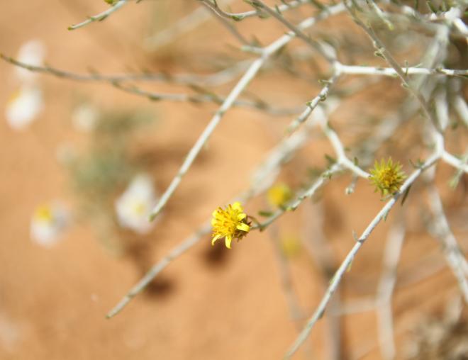 Rhanterium epapposum flower