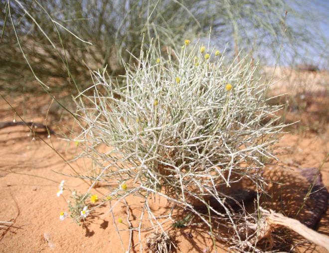 Whole plant