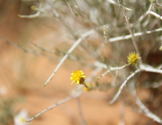 Rhanterium epapposum flower