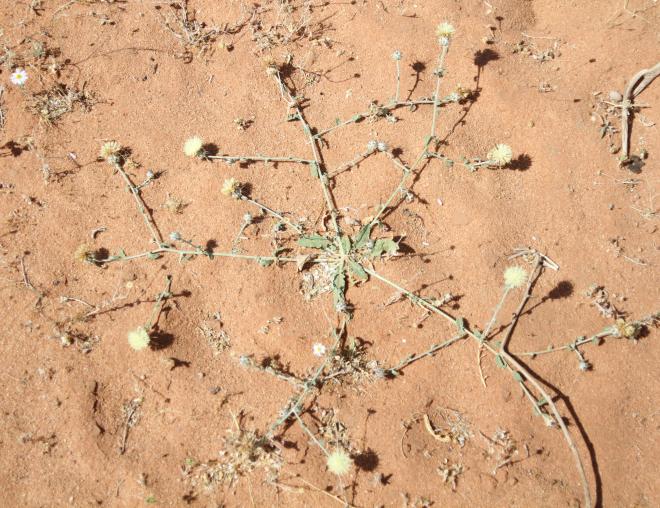 Whole plant