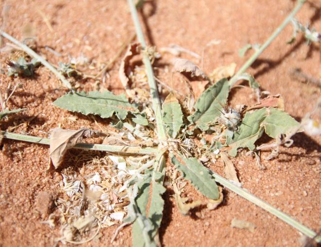 Centaurea mesopotamica leaves