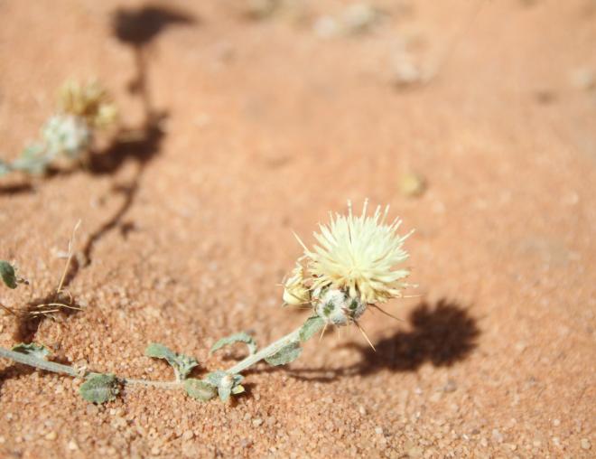Centaurea mesopotamica flowers