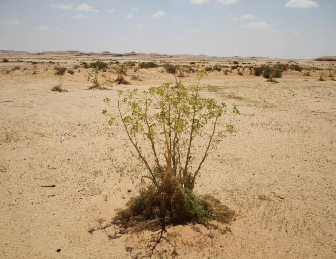 Whole plant
